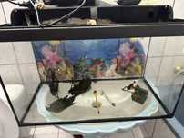 Acvariu pesti 40L cu accesorii