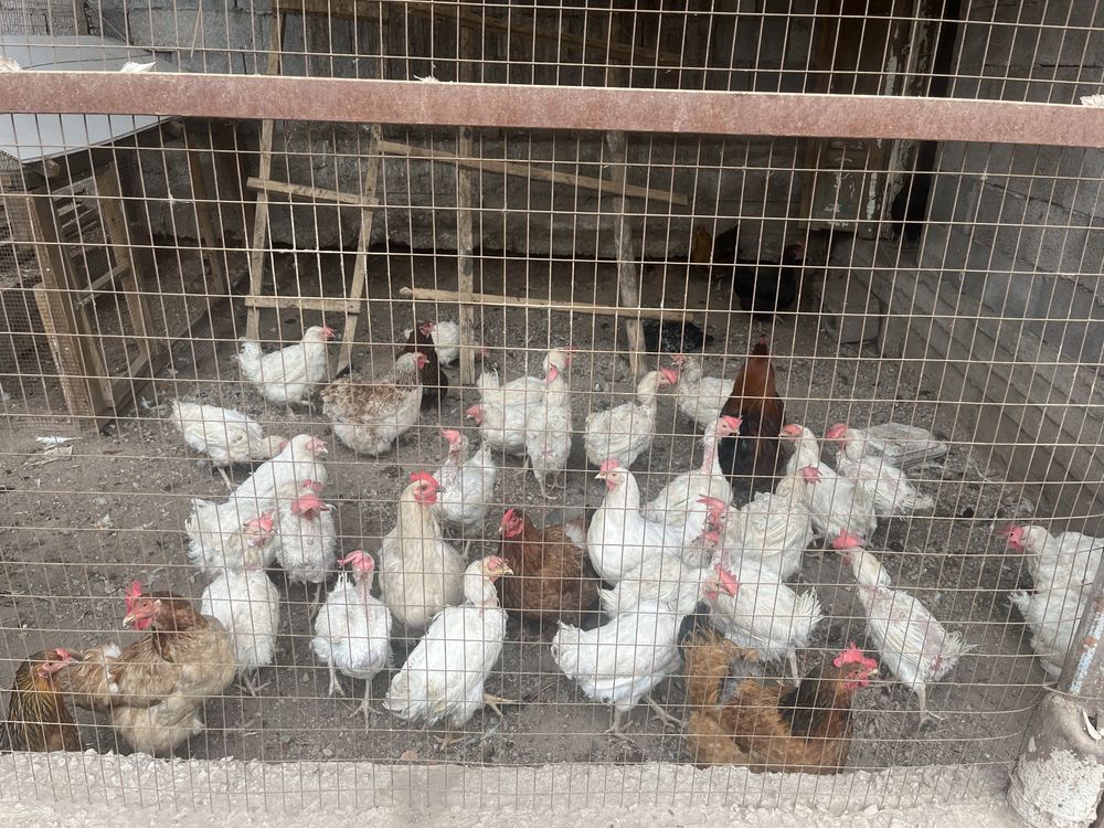 Продается куры несушки