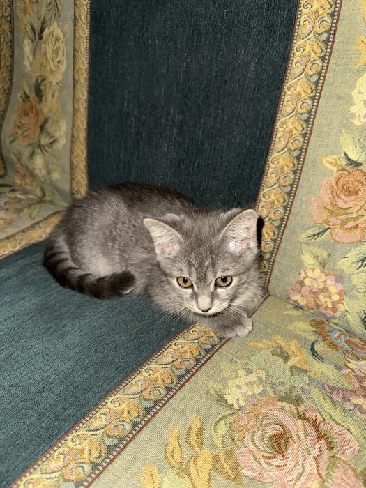 Котенок девочка отдам даром