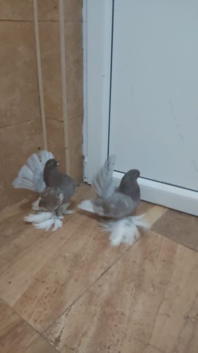 Vând porumbei rase rusești
