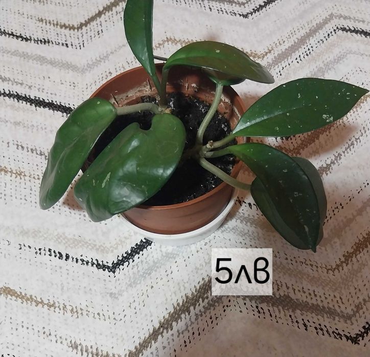 Стайни цветя в продажба