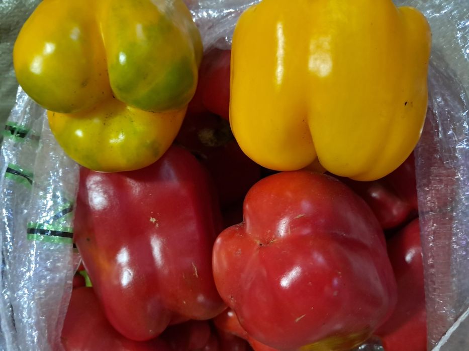 Продам помидоры  баклажаны перец    домашние
