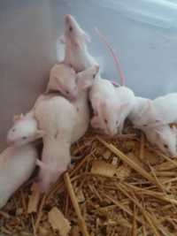 Лабораторные мыши на корм