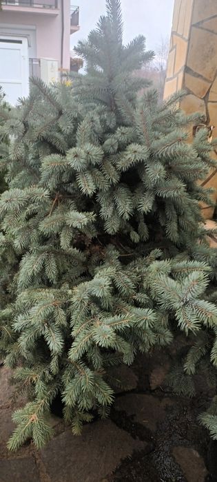 Brad de Crăciun (tăiat şi la ghiveci)