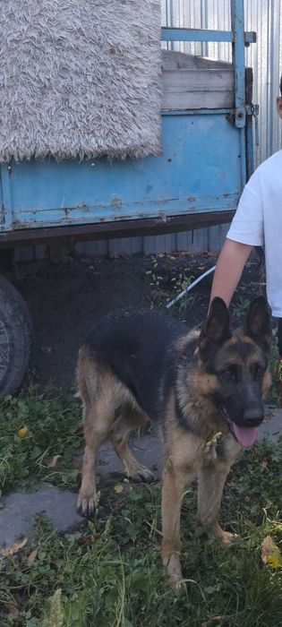 Продам немецкую овчарку