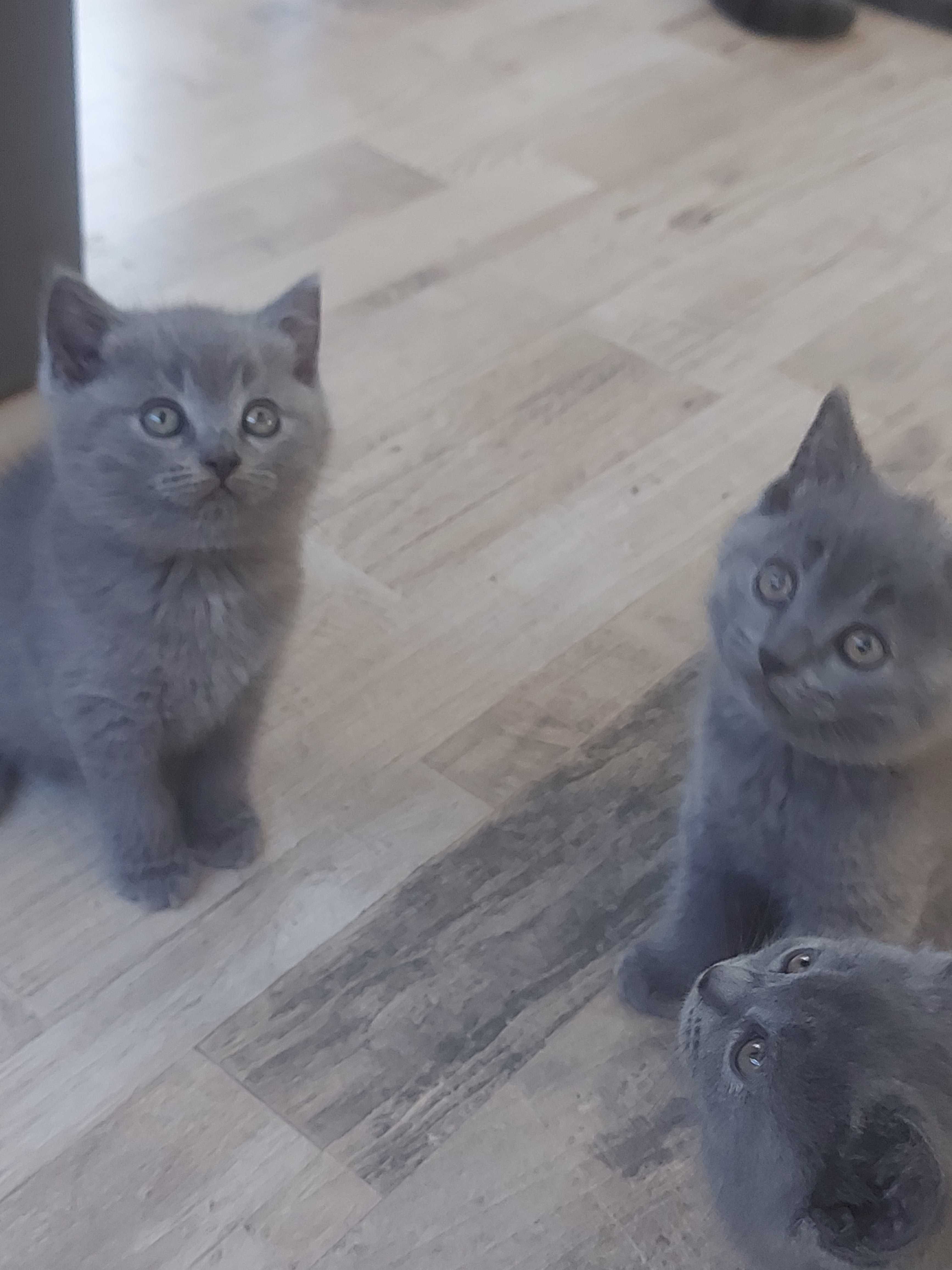 Британски котенца