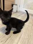 Pisicute spre adoptie
