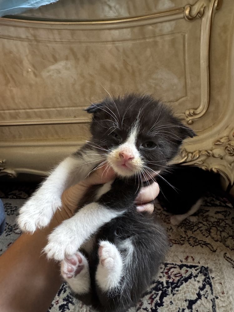Котята хорошие руки