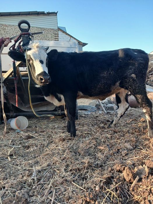 Гуножин сотилади