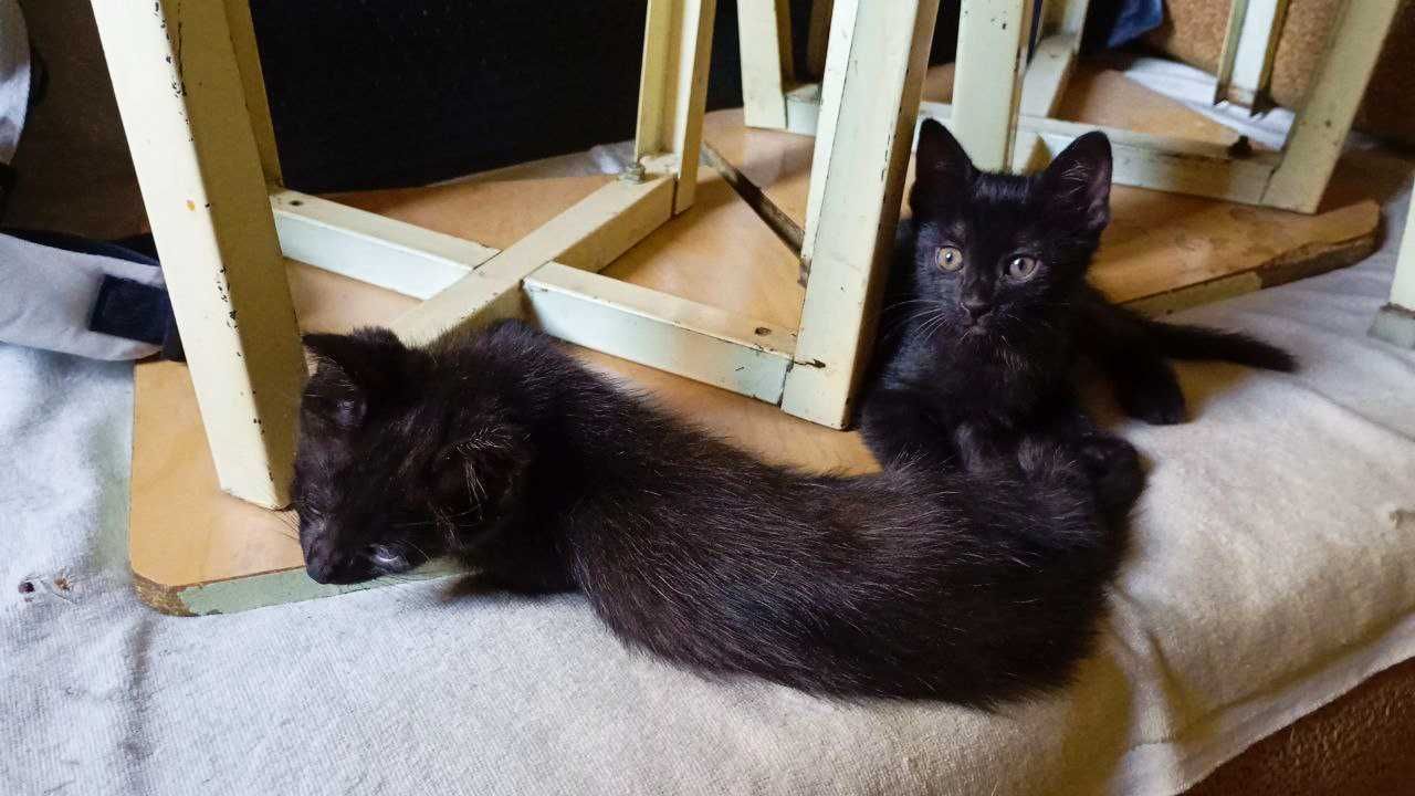 Пристраивается замечательный котёнок