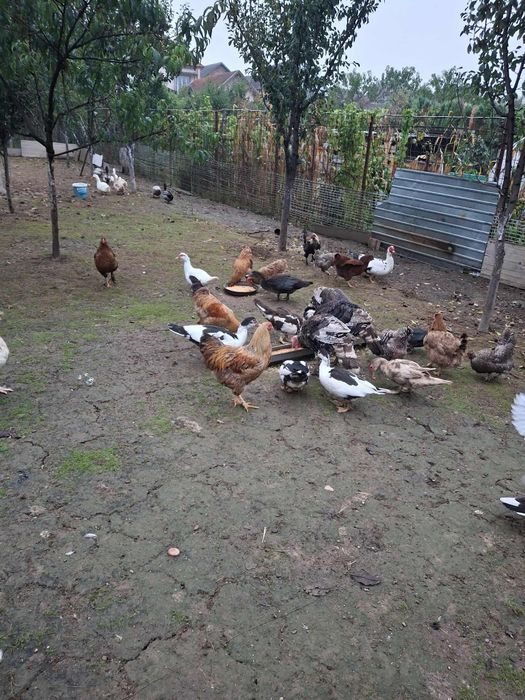 Vând Rațe negociabil!!!