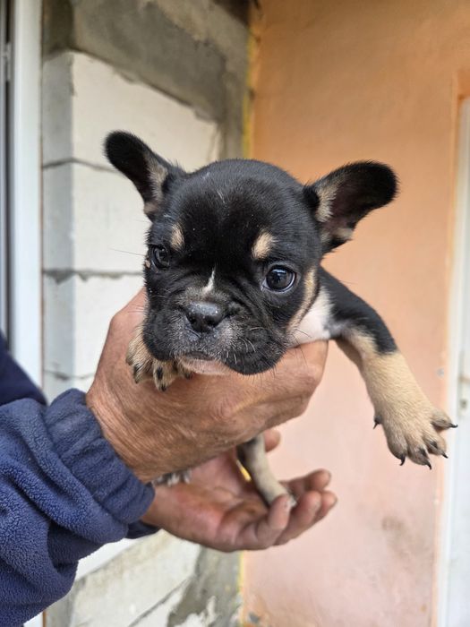 Femela Buldog Francez