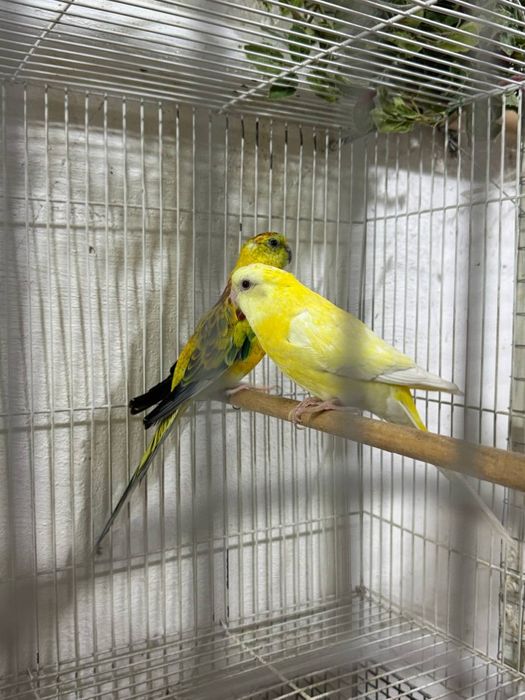 Atlas pevchila sotiladi