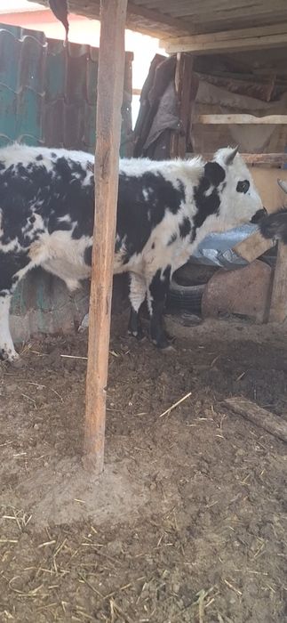 Бұқа сатыладыыы.