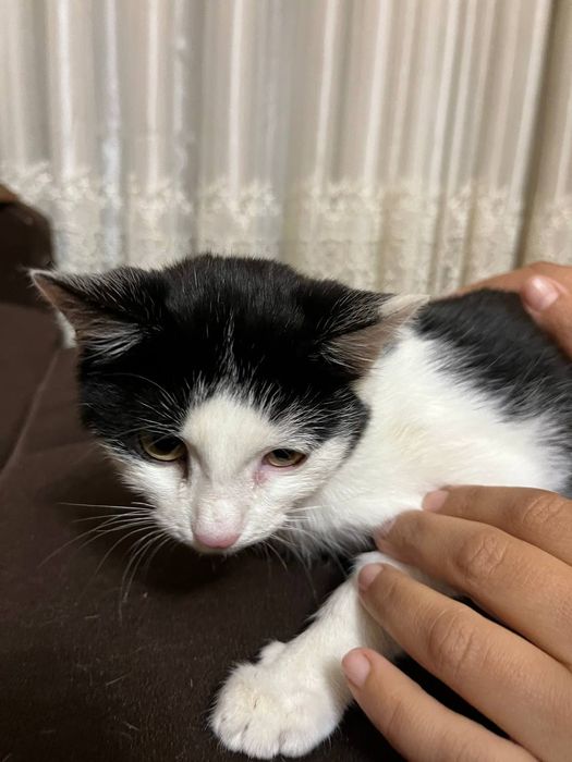 Отдам в хорошие руки