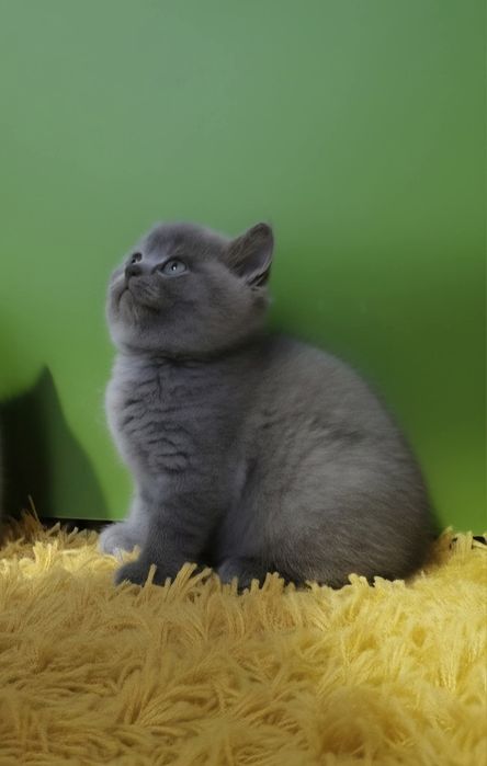 British Shorthair mascul din felisa