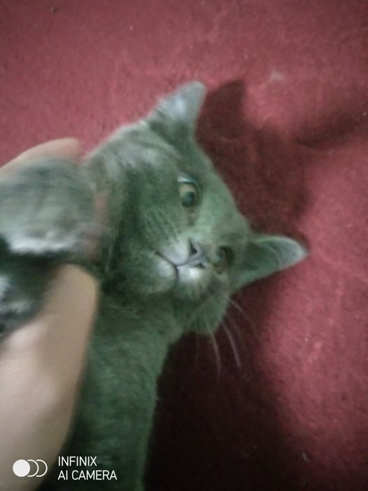 Mushuk sotiladi 400 000  ming soʻm