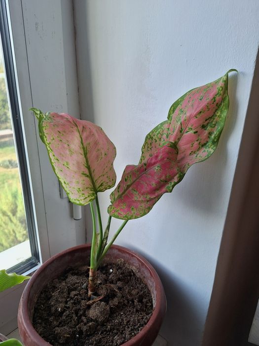 Цветы домашние. .