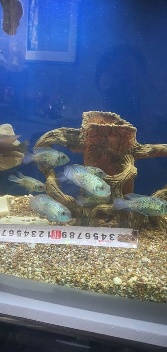 Продаются рыбки аквариумные