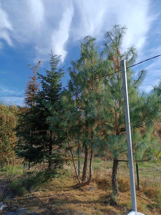 Големи школувани  иглолистни дървета.  София
