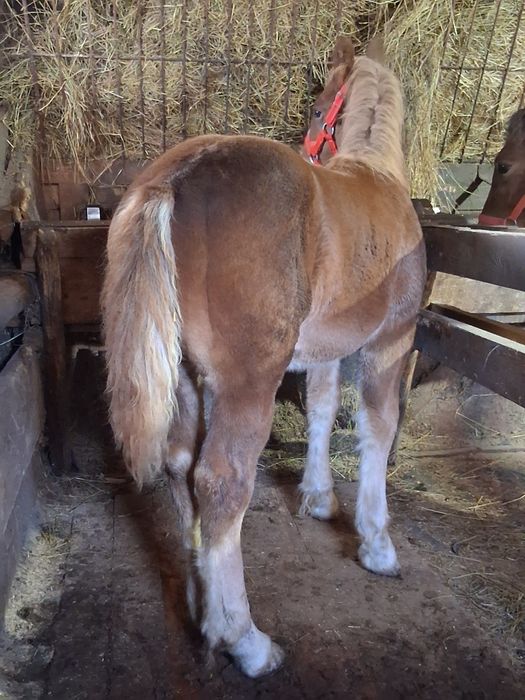 Vand manza de 7 luni !