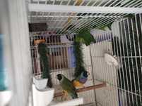 Canari de vânzare?
