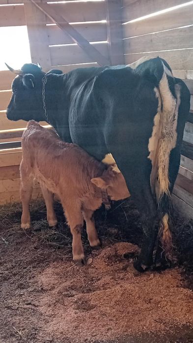 Vînd vacă de 4 ani cu vițel tăuraș de 10 zile