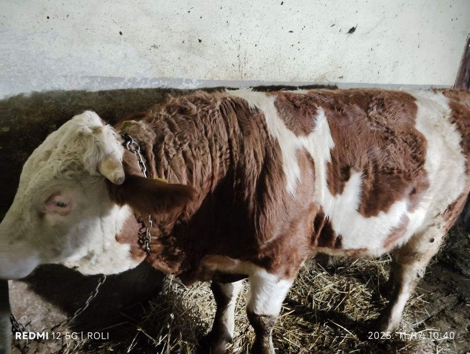 Vand vitel - Bâltata romaneasca