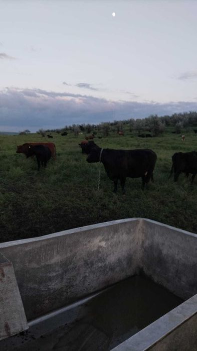 Vand 62ha teren RACHITI ,BOTOSANI ferma 400m TOTAL 260000euro