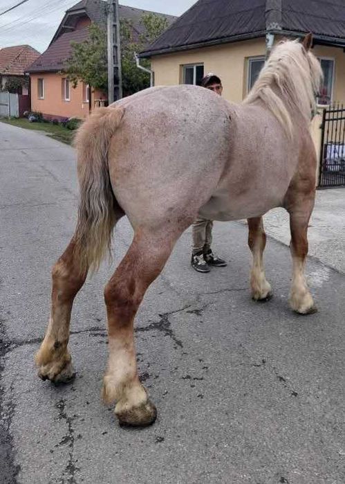 Vand urgent 3 cai grei detalii in descriere si la telefon