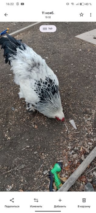 Таза брама атеши