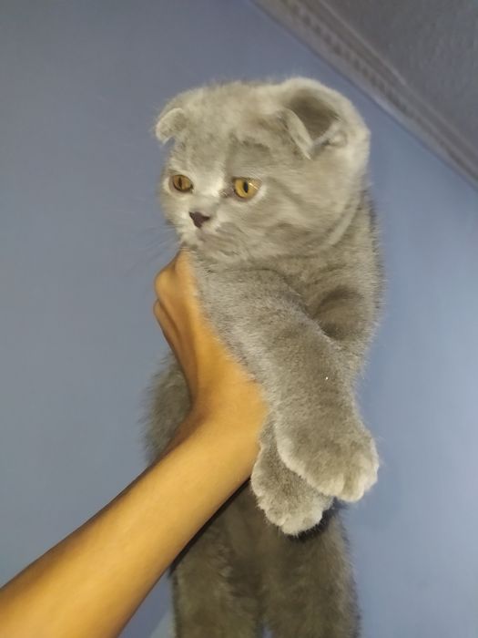 Продаются котята