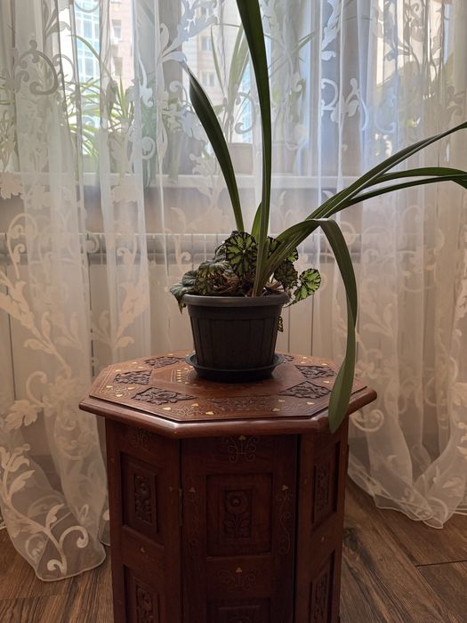 Гиппеаструм и Бегония рекс в одном горшке