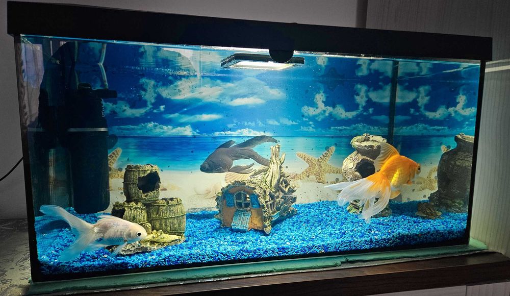 Acvariu complet echipat