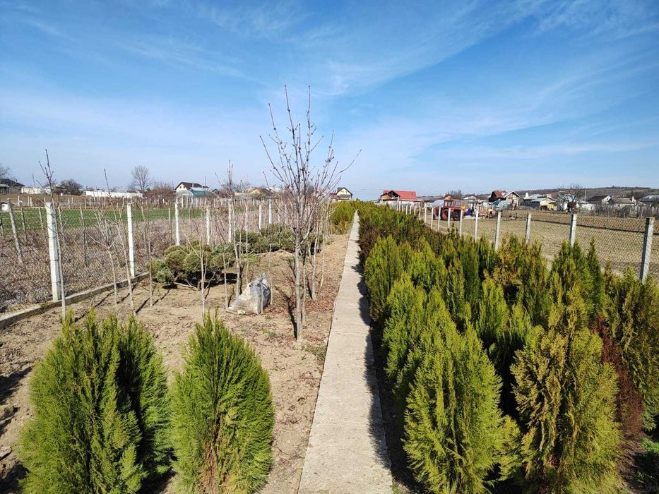 Vand teren in Mirila - 3 km de oras Bals