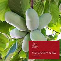 Pawpaw Prima - Banana nordului Pom fructifer 40- 60 cm la Ghiveci
