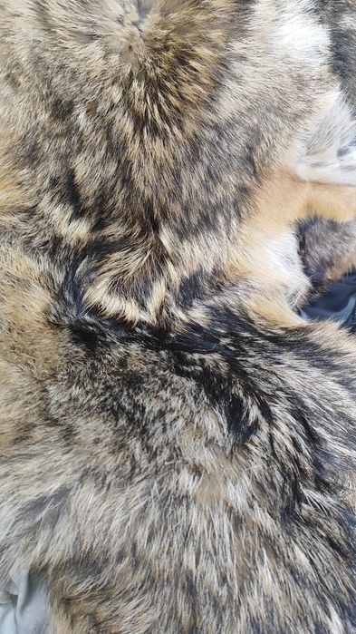 Кожа от чакал, два броя с приблизителен размер 80/40