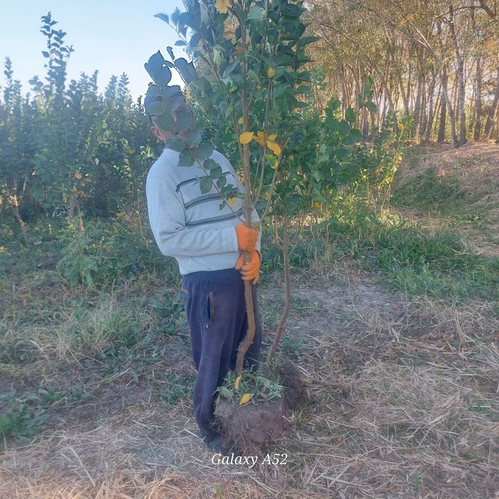 Yashil makon loyihasi uchun turli xil mevali manzarali daraxtlar bor