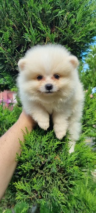 Померан мини шпиц