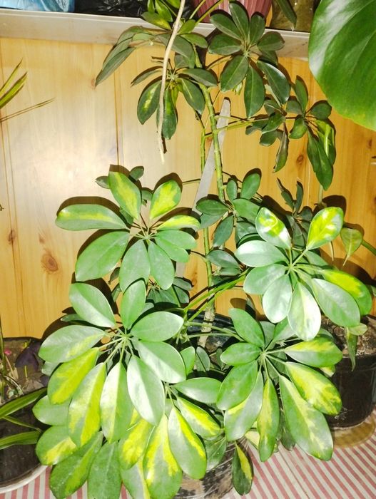 Продаются домашние цветы