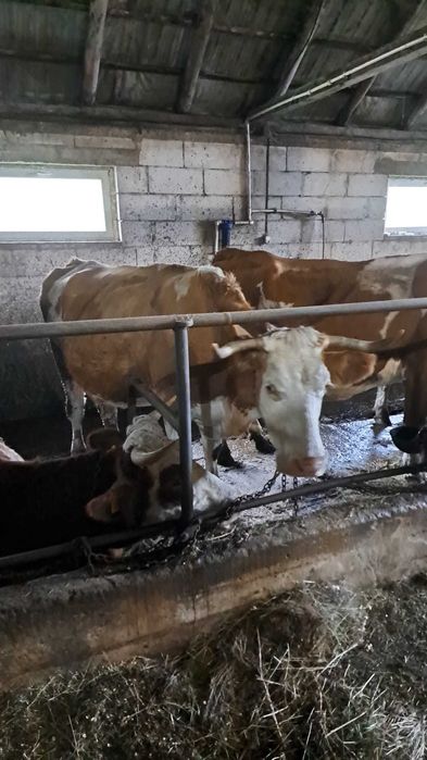 vand 2 vaci bune de lapte