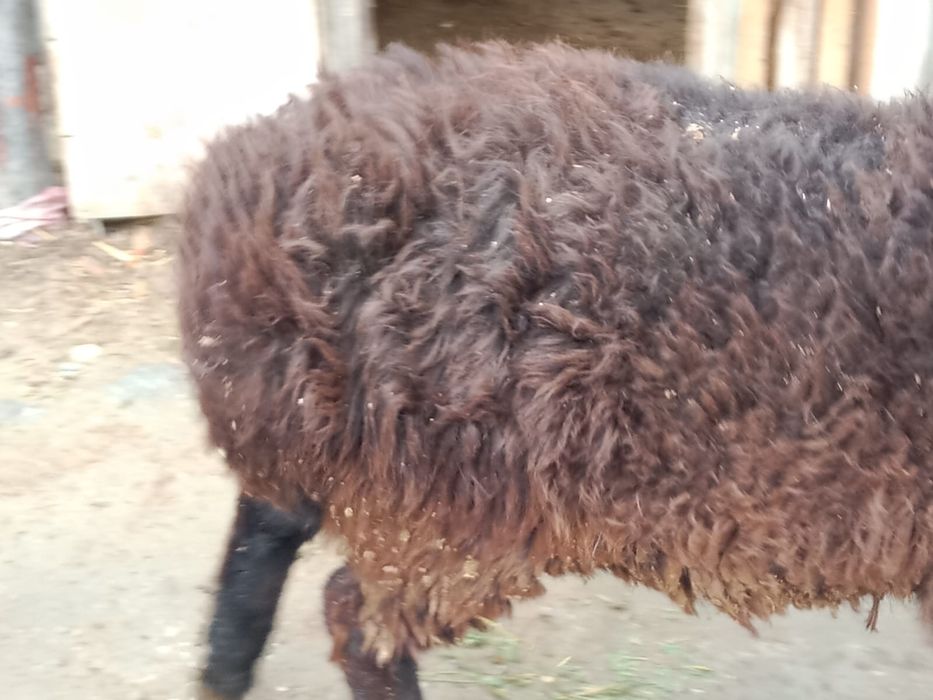 Қой 1 жасар семіз