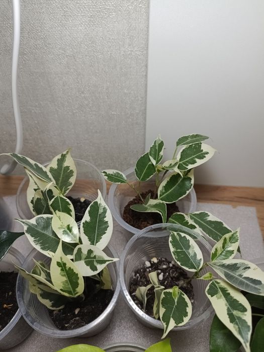 Комнатные растения фикусы