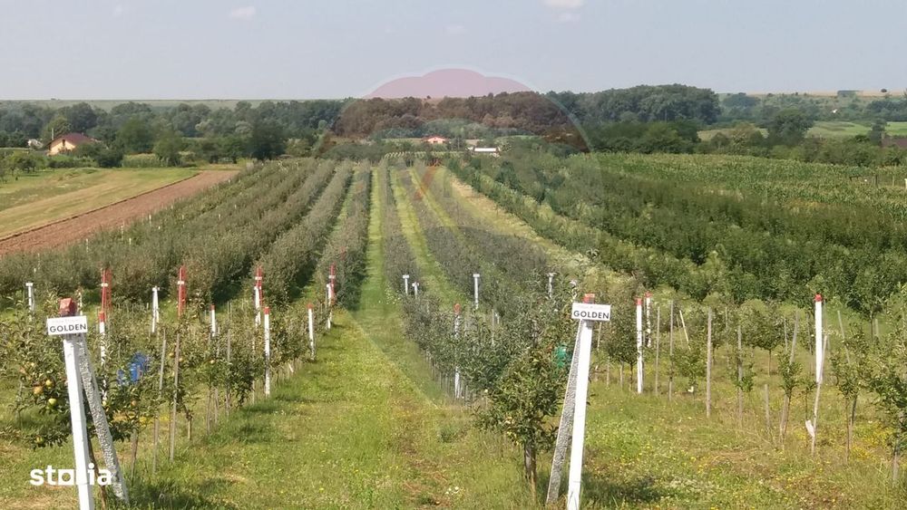 Vanzare teren Livada - Ferma Arges - Izbasesti / DN 142 langa Pitesti