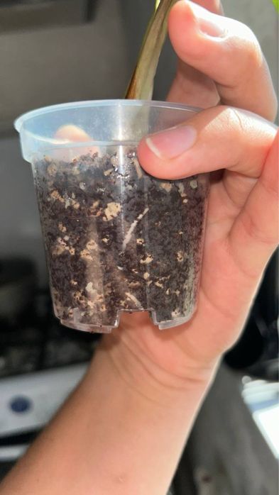 Алоказия Bambino