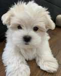 Bichon maltez mini toy