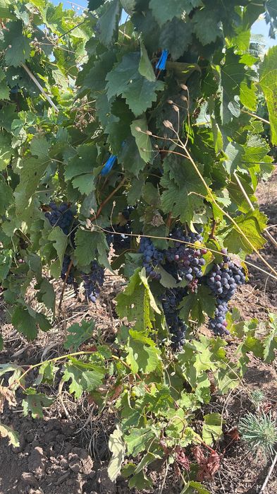 Merlot, Cabernet, Riesling, Feteasca Alba