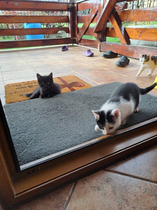 Pisici, donez pisici