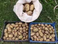 Продам картофель Гала