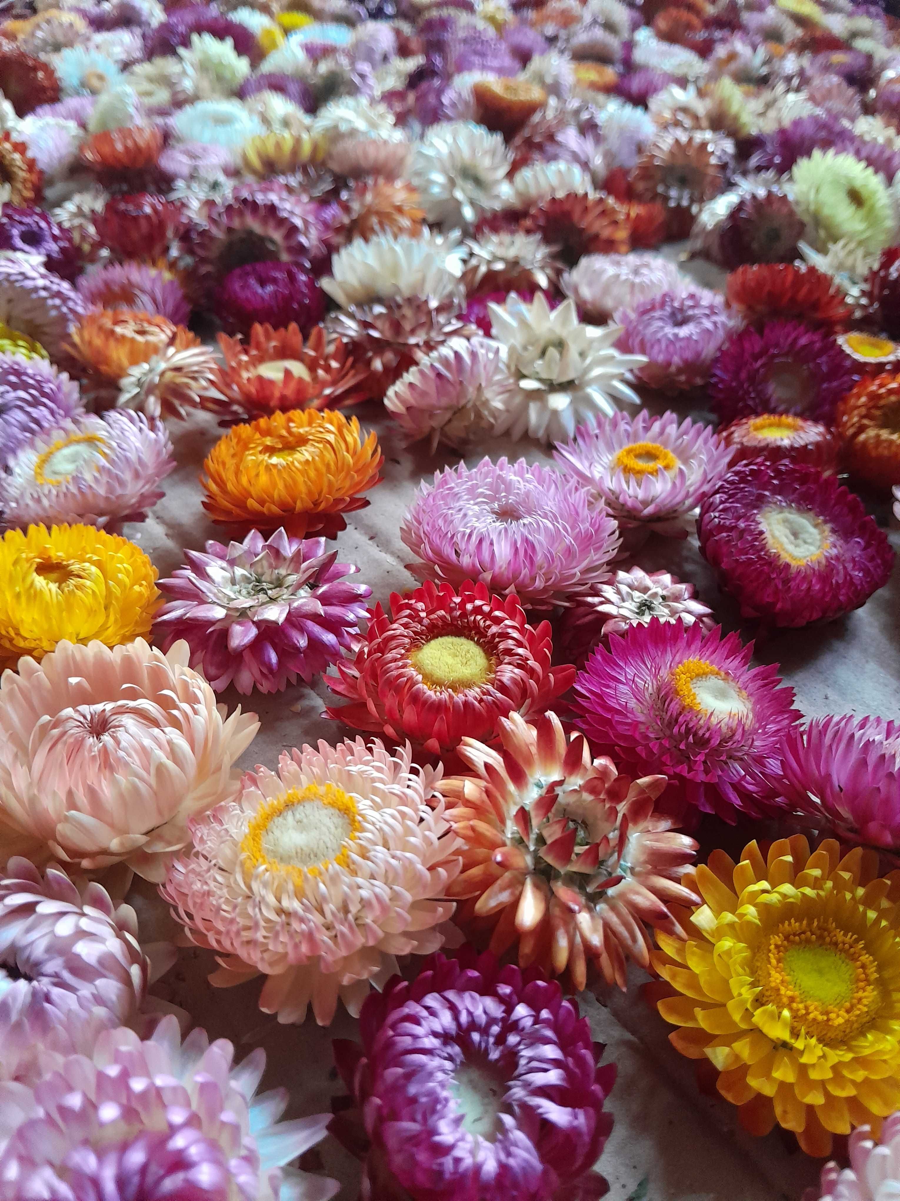 Flori de paie, imortele,helichrysum bracteatum